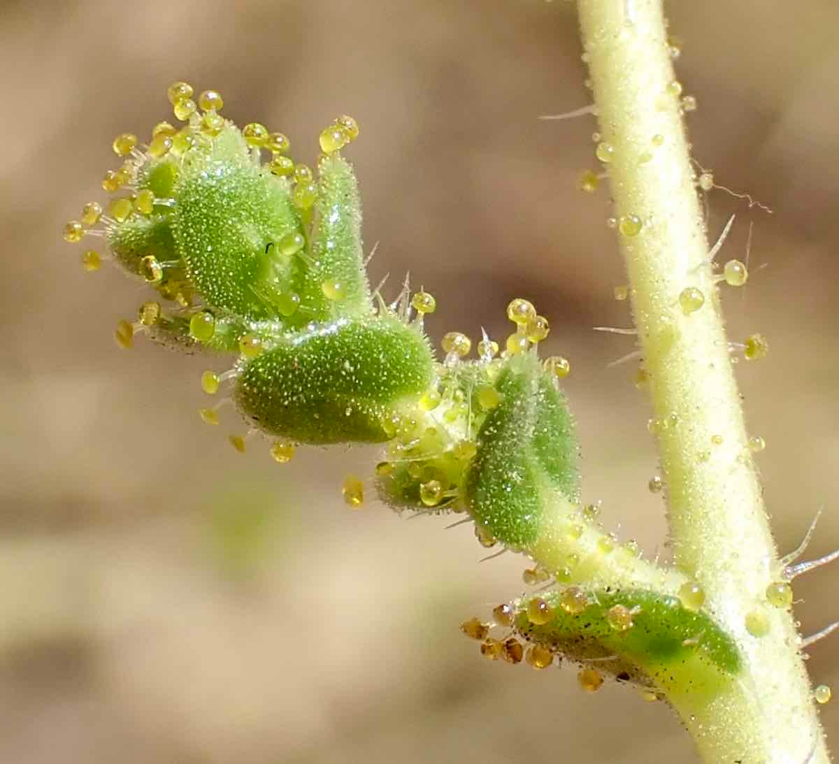 Blepharizonia laxa