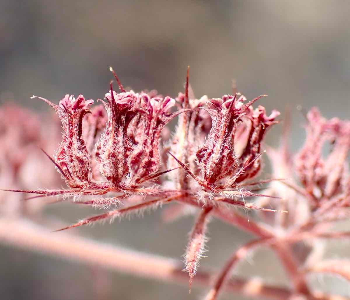 Chorizanthe ventricosa