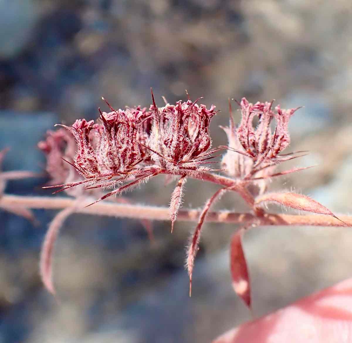 Chorizanthe ventricosa