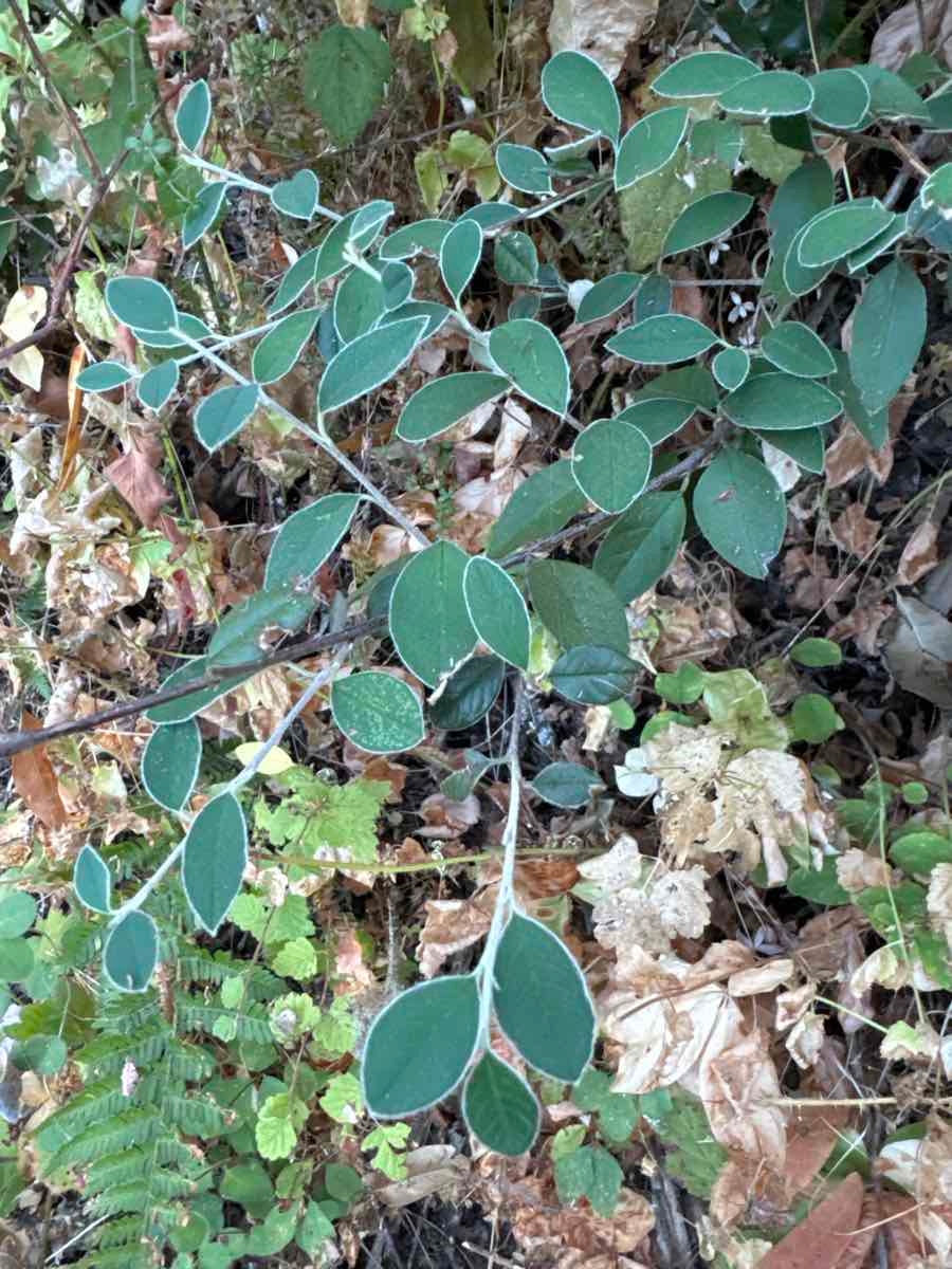 Cotoneaster pannosus