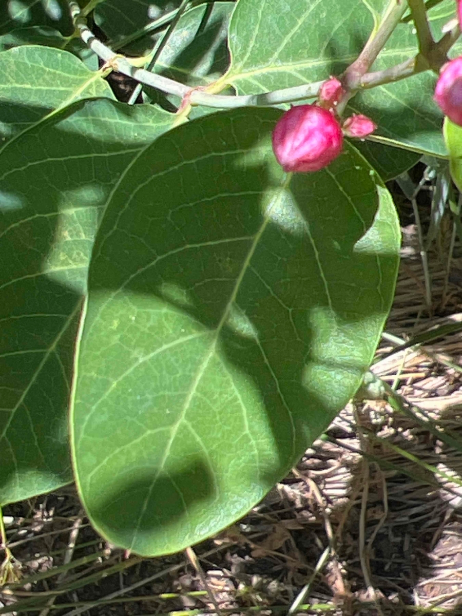 Apocynum androsaemifolium