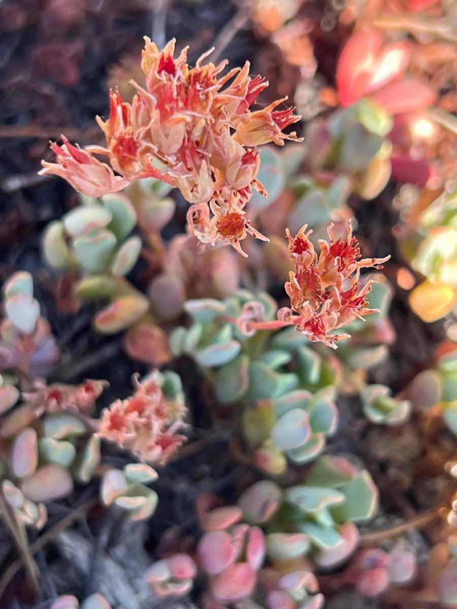 Sedum obtusatum