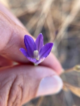 Brodiaea orcuttii