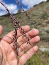 Elymus triticoides