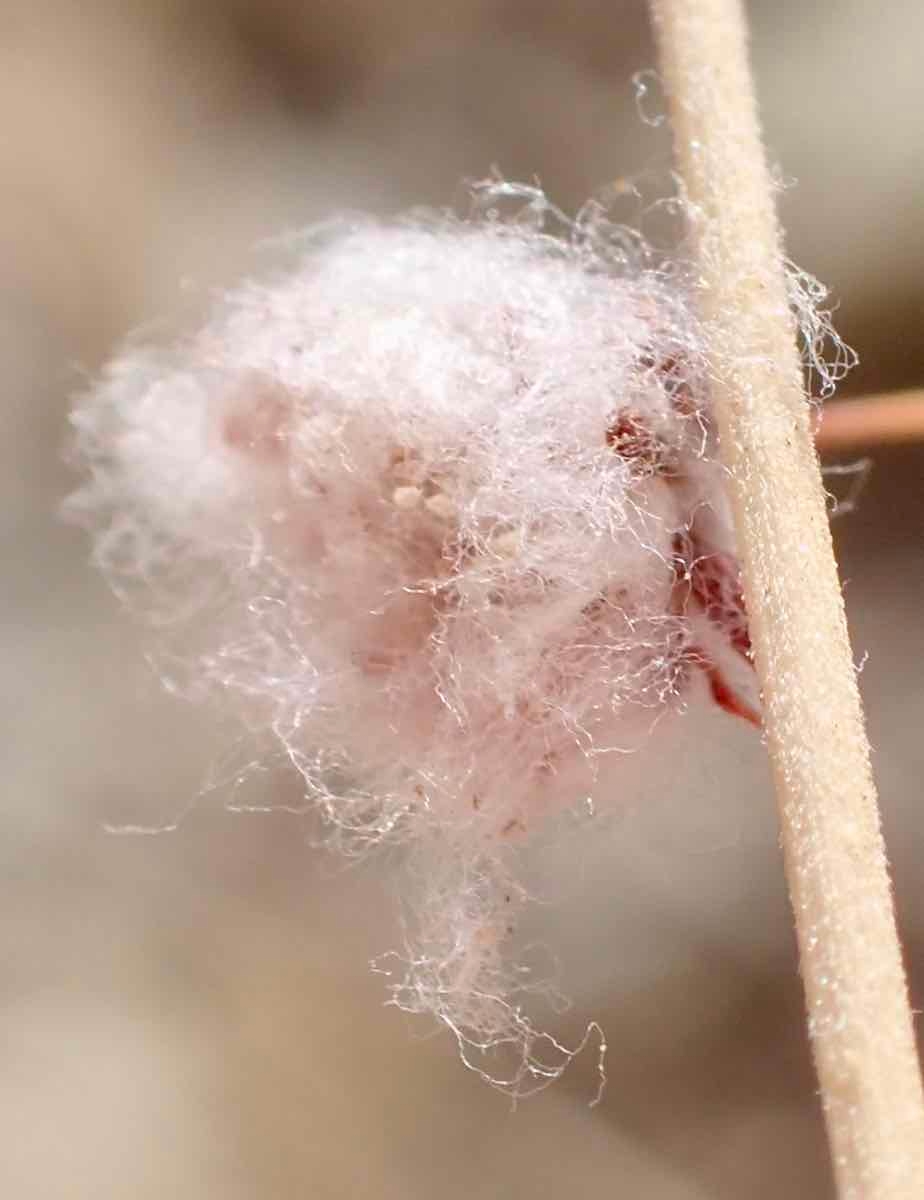 Eriogonum gossypinum