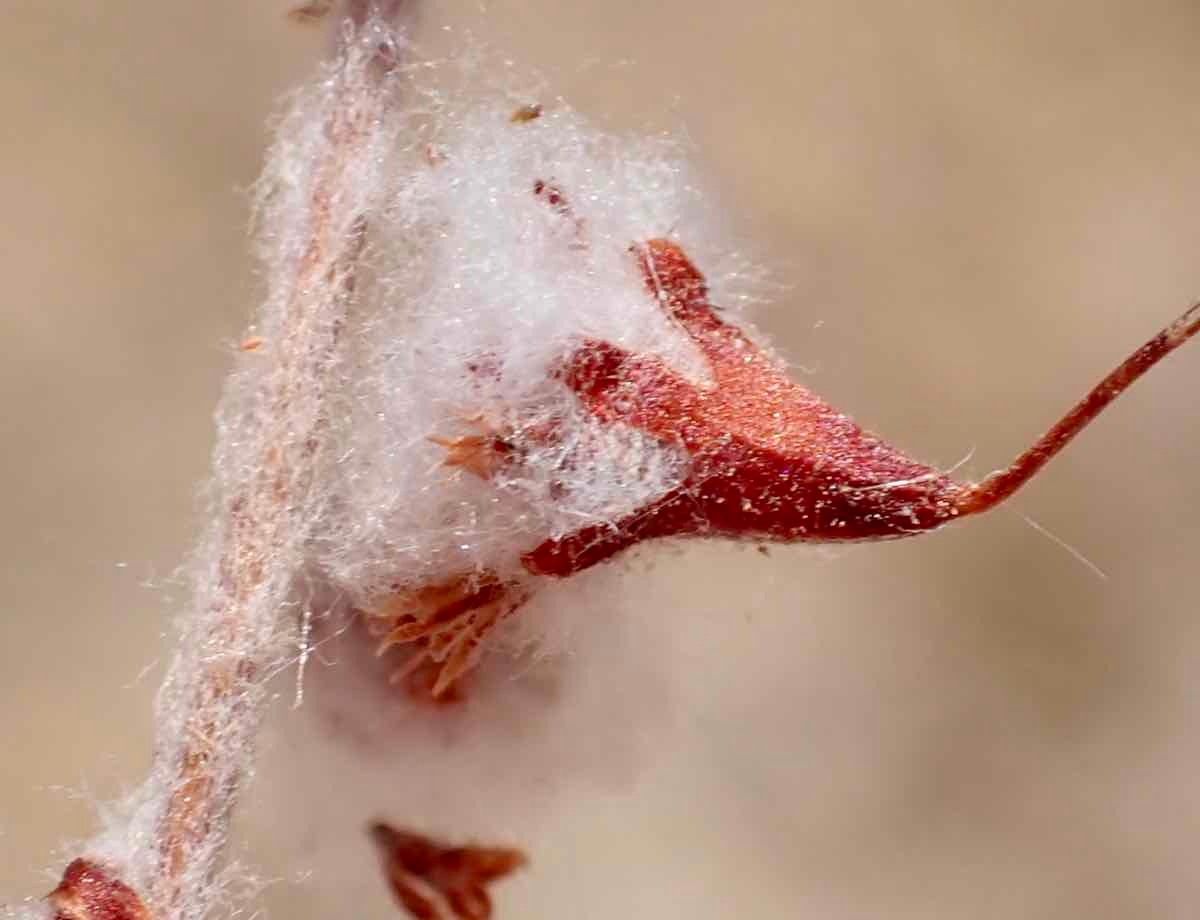 Eriogonum gossypinum