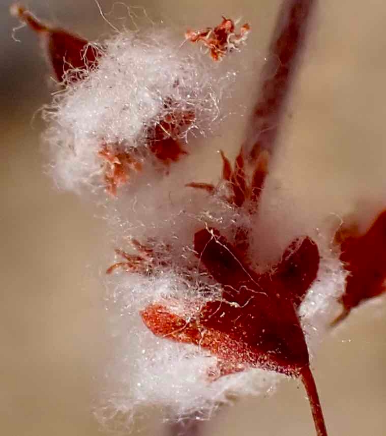 Eriogonum gossypinum