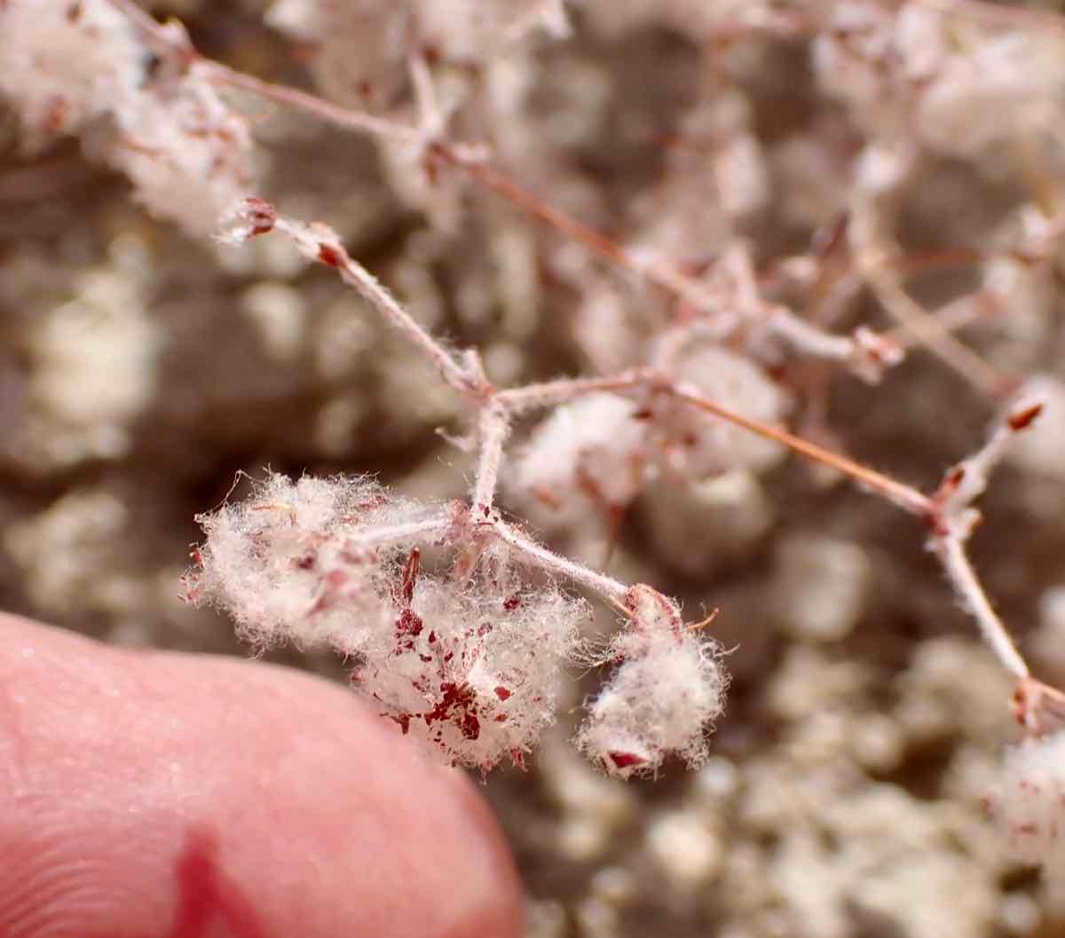 Eriogonum gossypinum