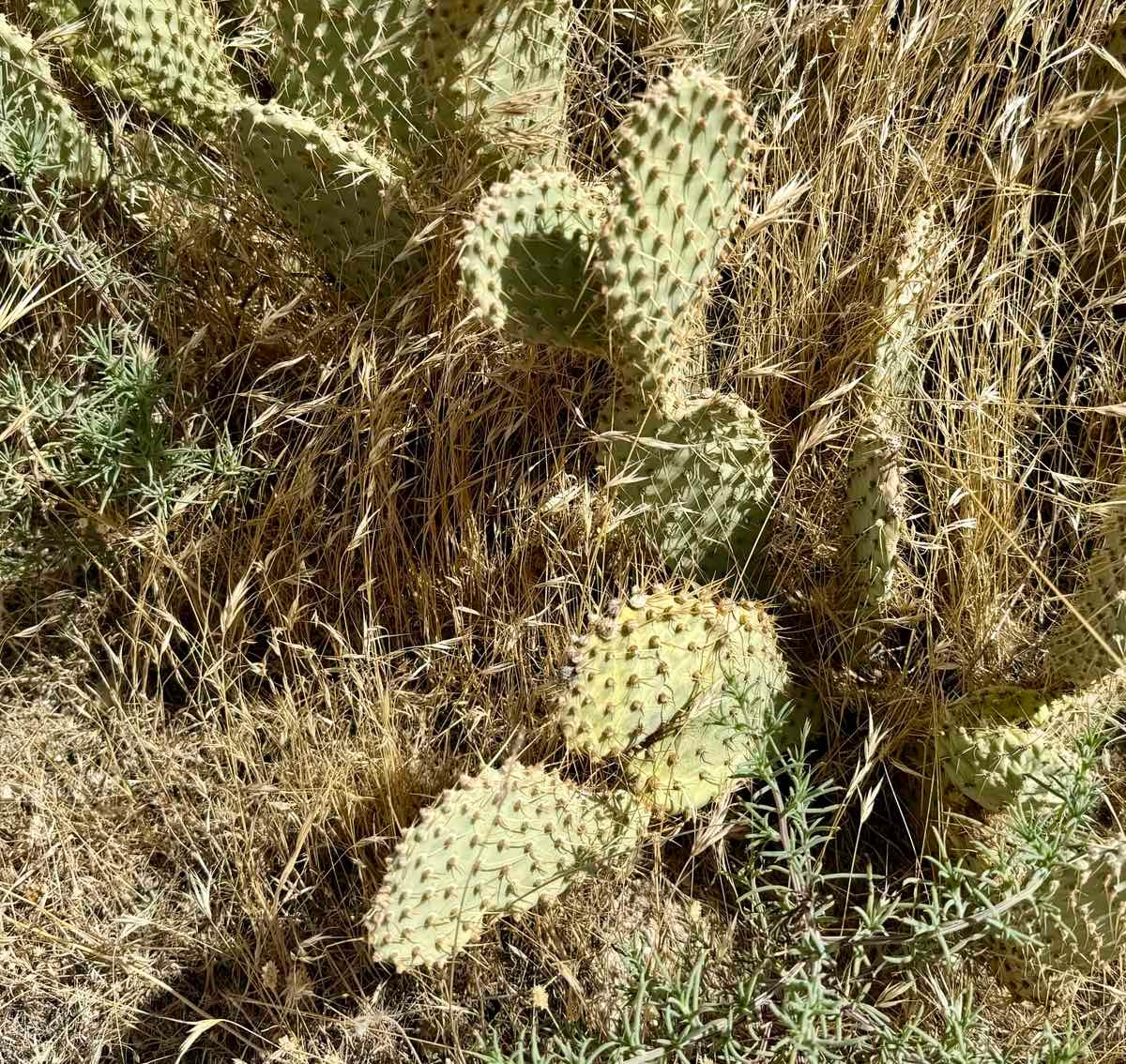 Opuntia basilaris var. treleasei