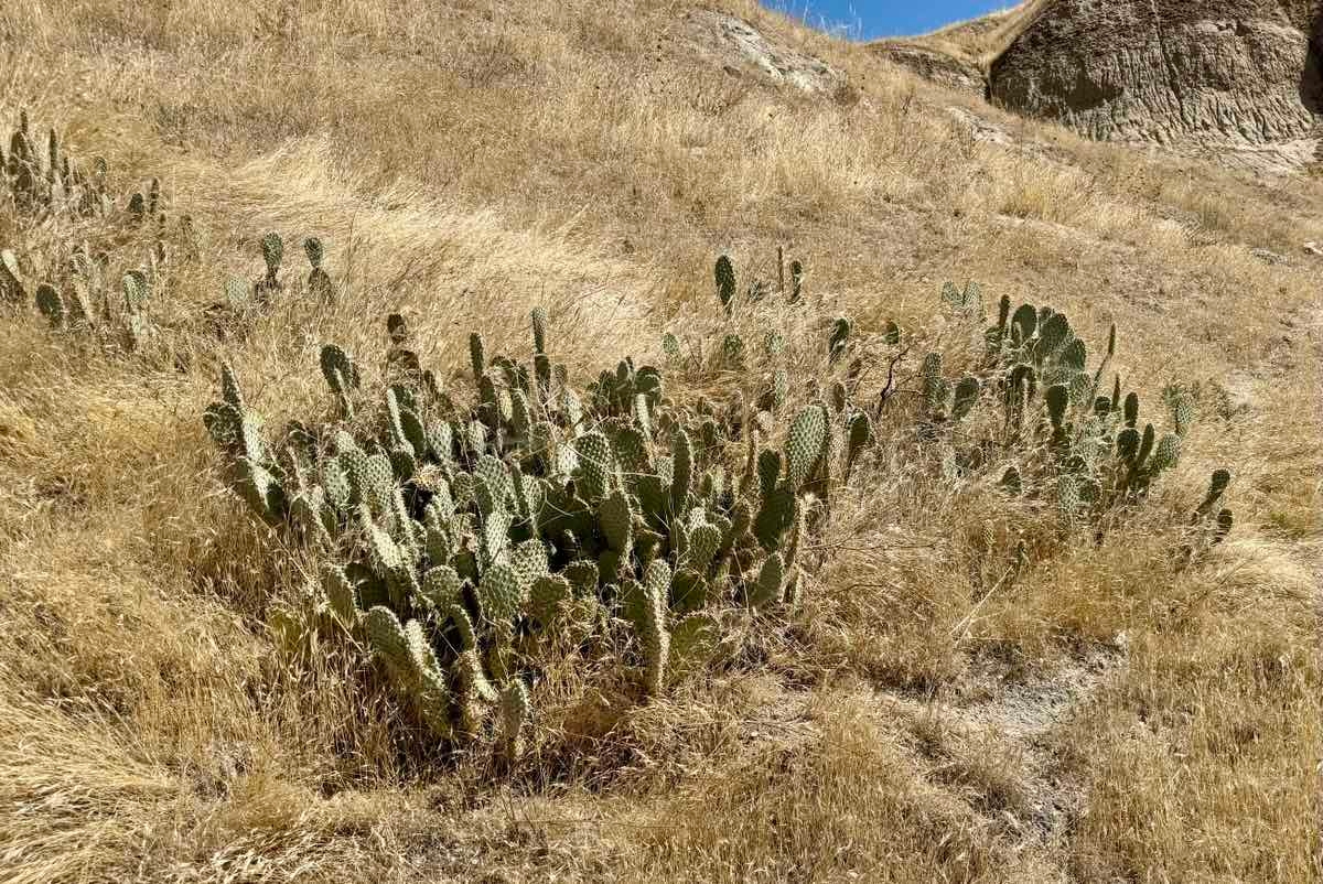 Opuntia basilaris var. treleasei