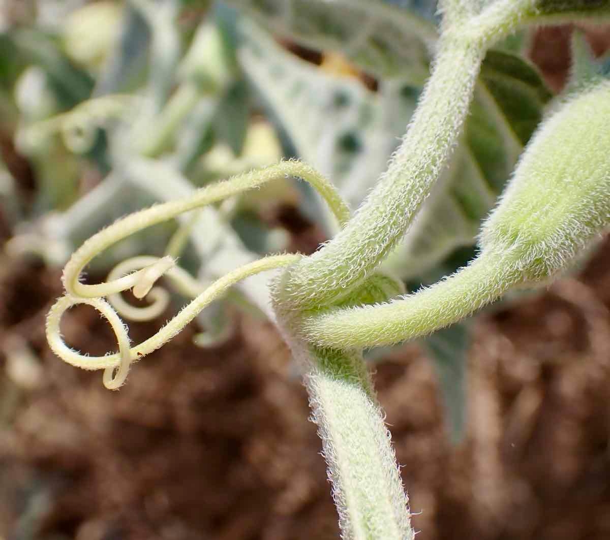 Cucurbita palmata