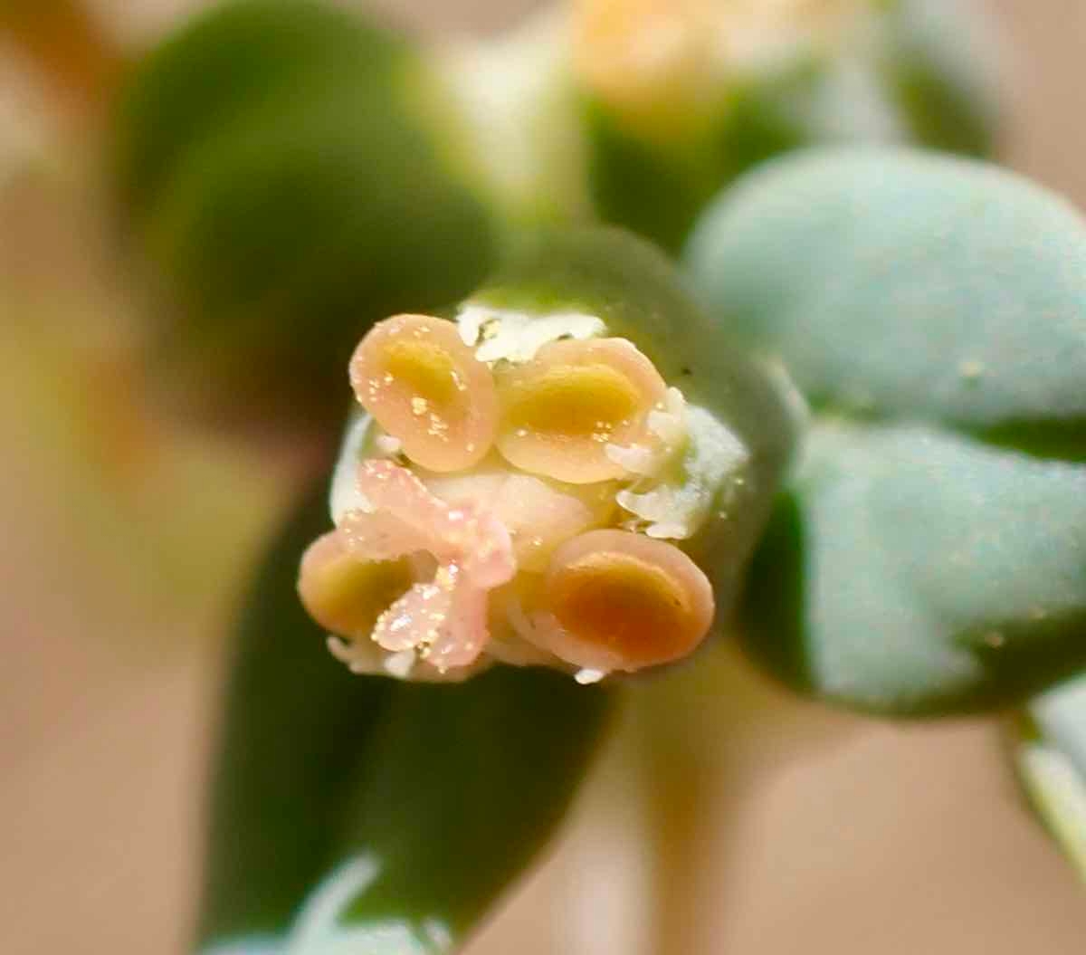 Euphorbia ocellata ssp. ocellata