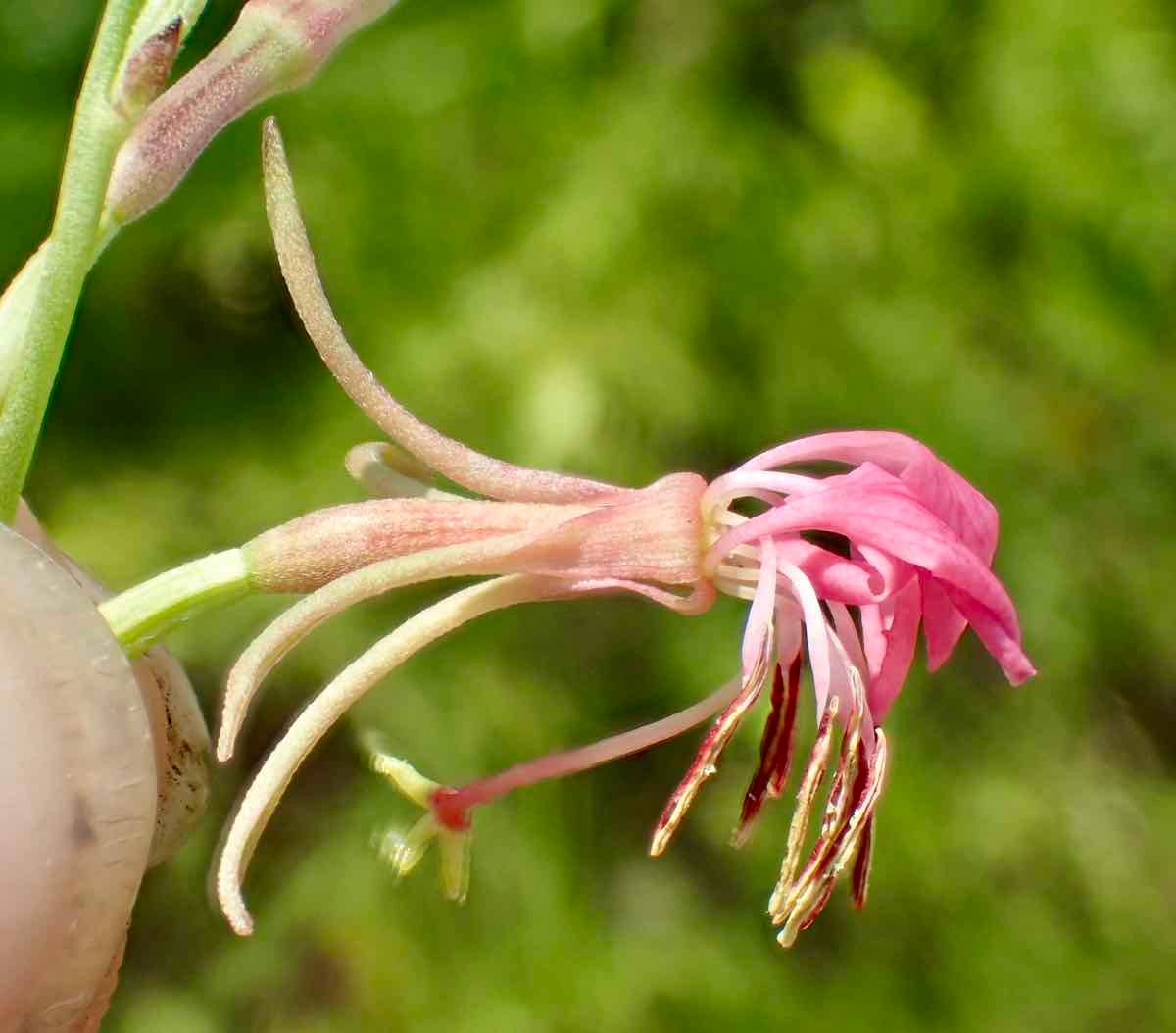 Oenothera xenogaura