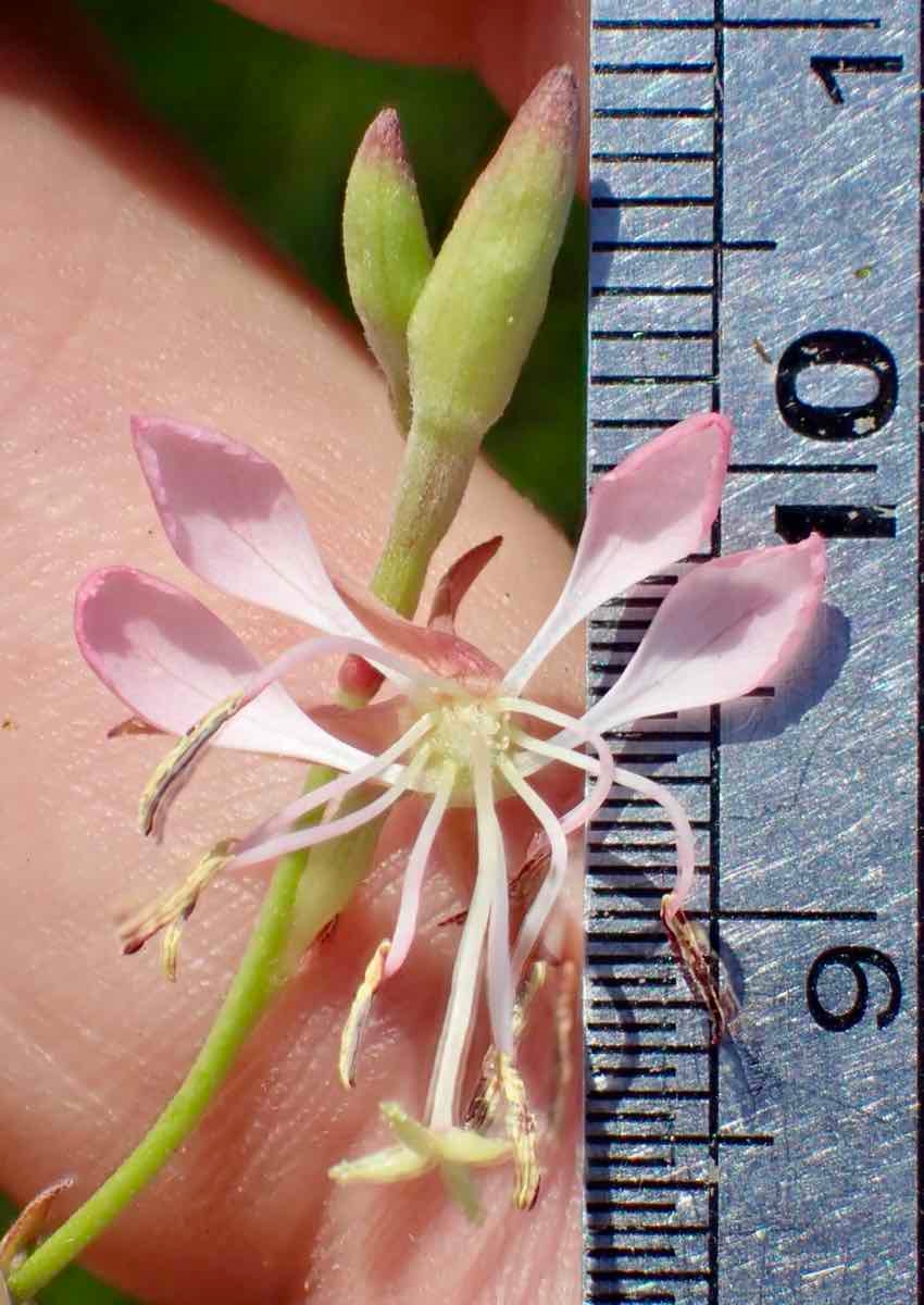 Oenothera xenogaura