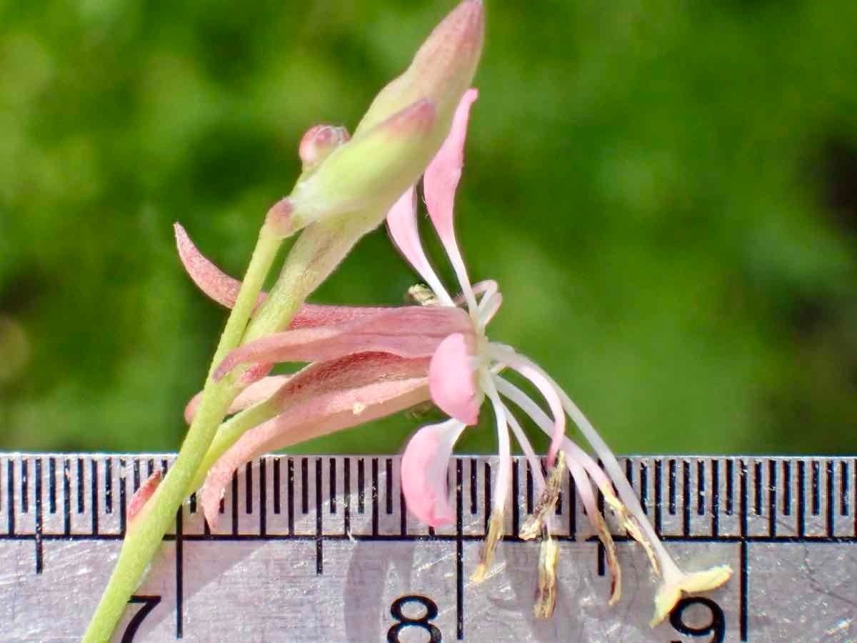 Oenothera xenogaura