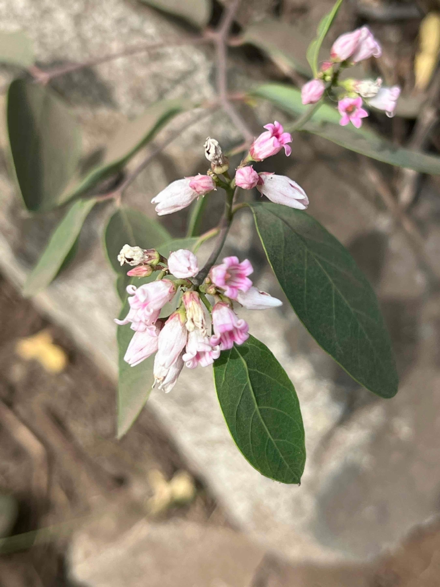 Apocynum androsaemifolium