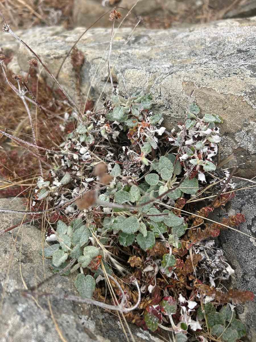 Eriogonum latifolium