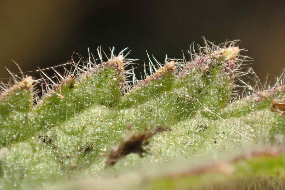 Verbena lasiostachys var. scabrida