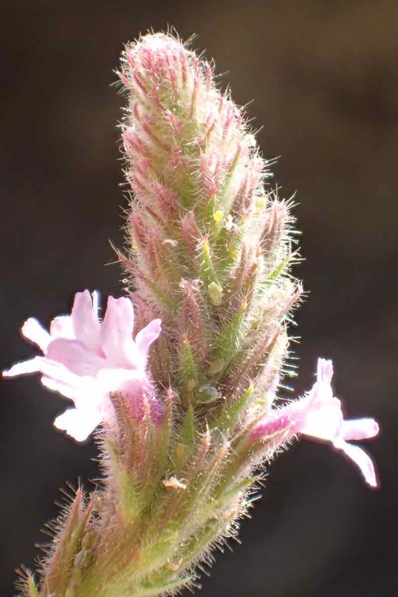 Verbena lasiostachys var. scabrida