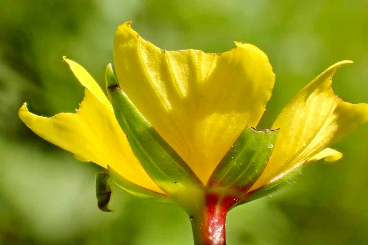 Ludwigia peploides