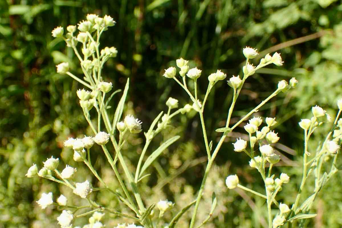 Parthenium hysterophorus