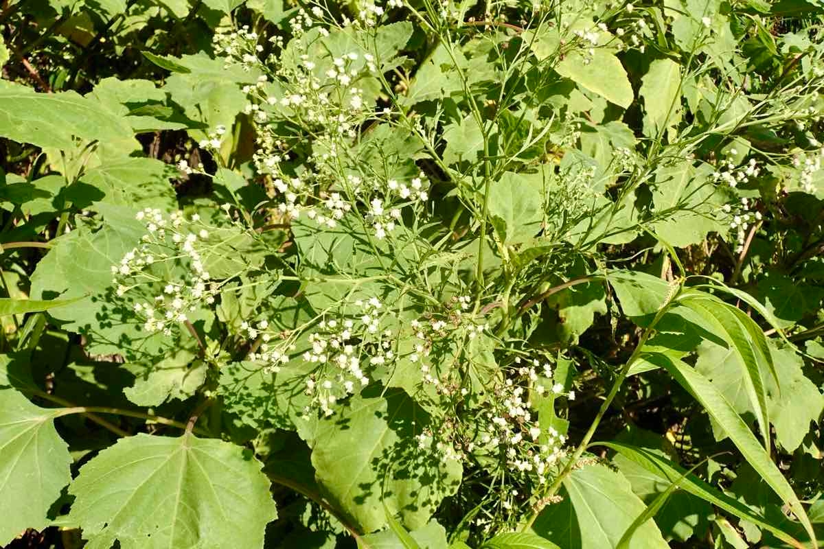 Parthenium hysterophorus