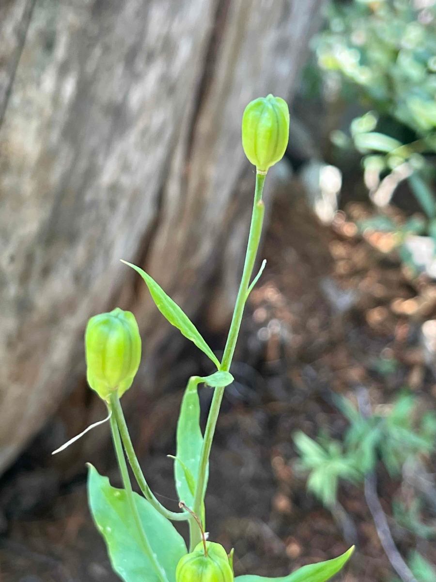 Lilium parvum