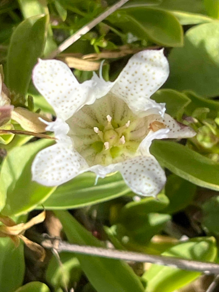 Gentiana newberryi