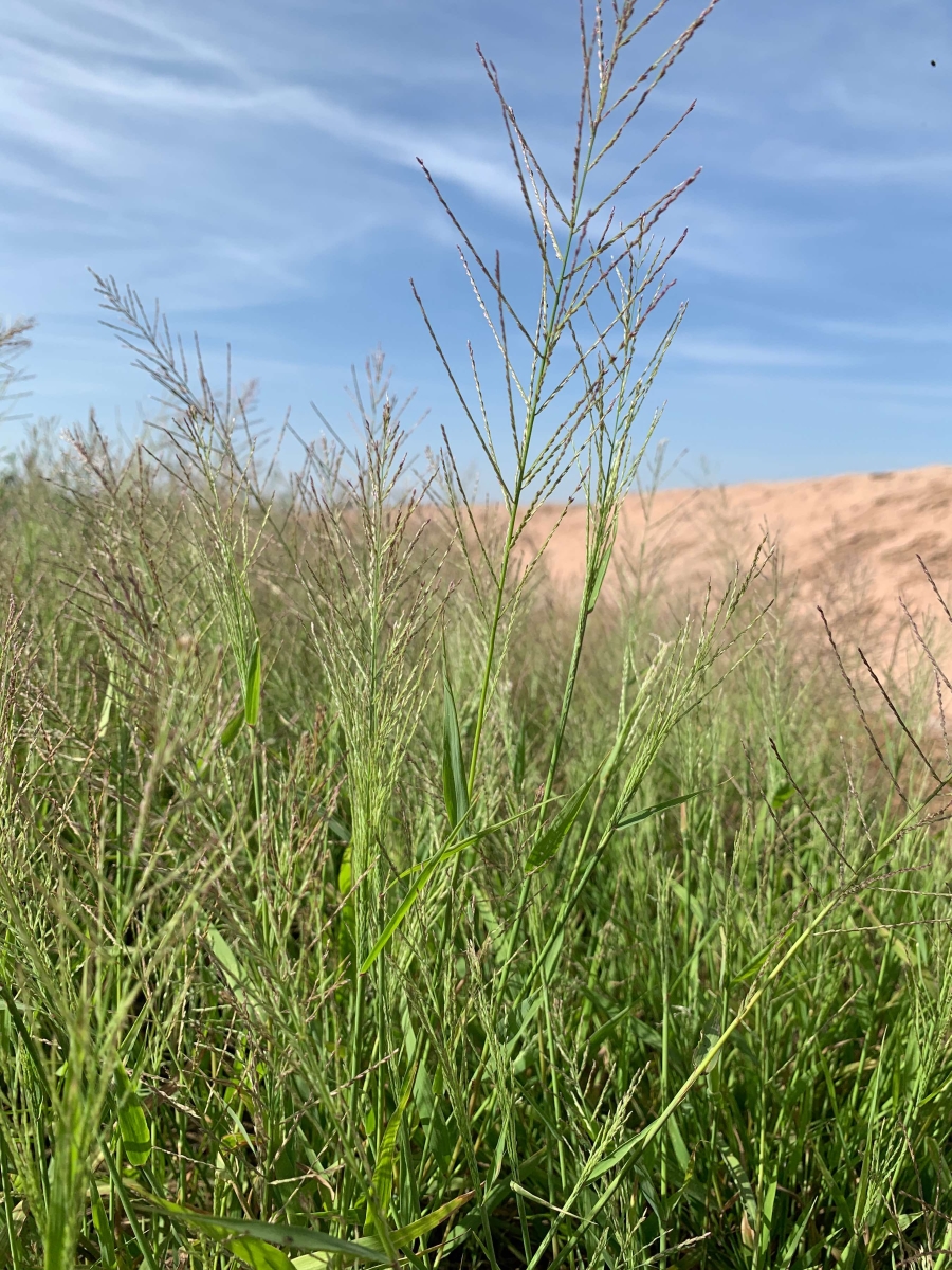 Leptochloa panicea