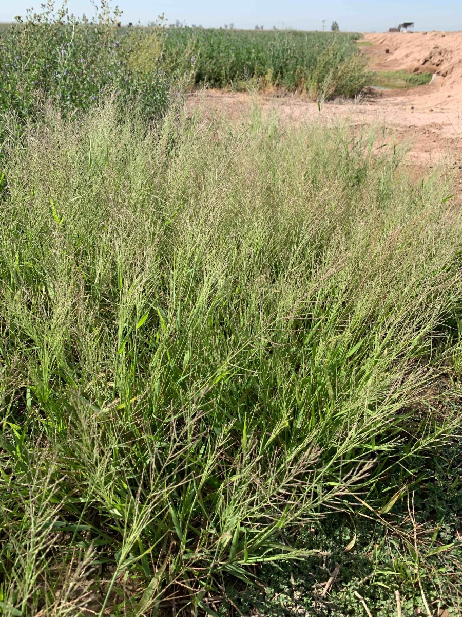 Leptochloa panicea