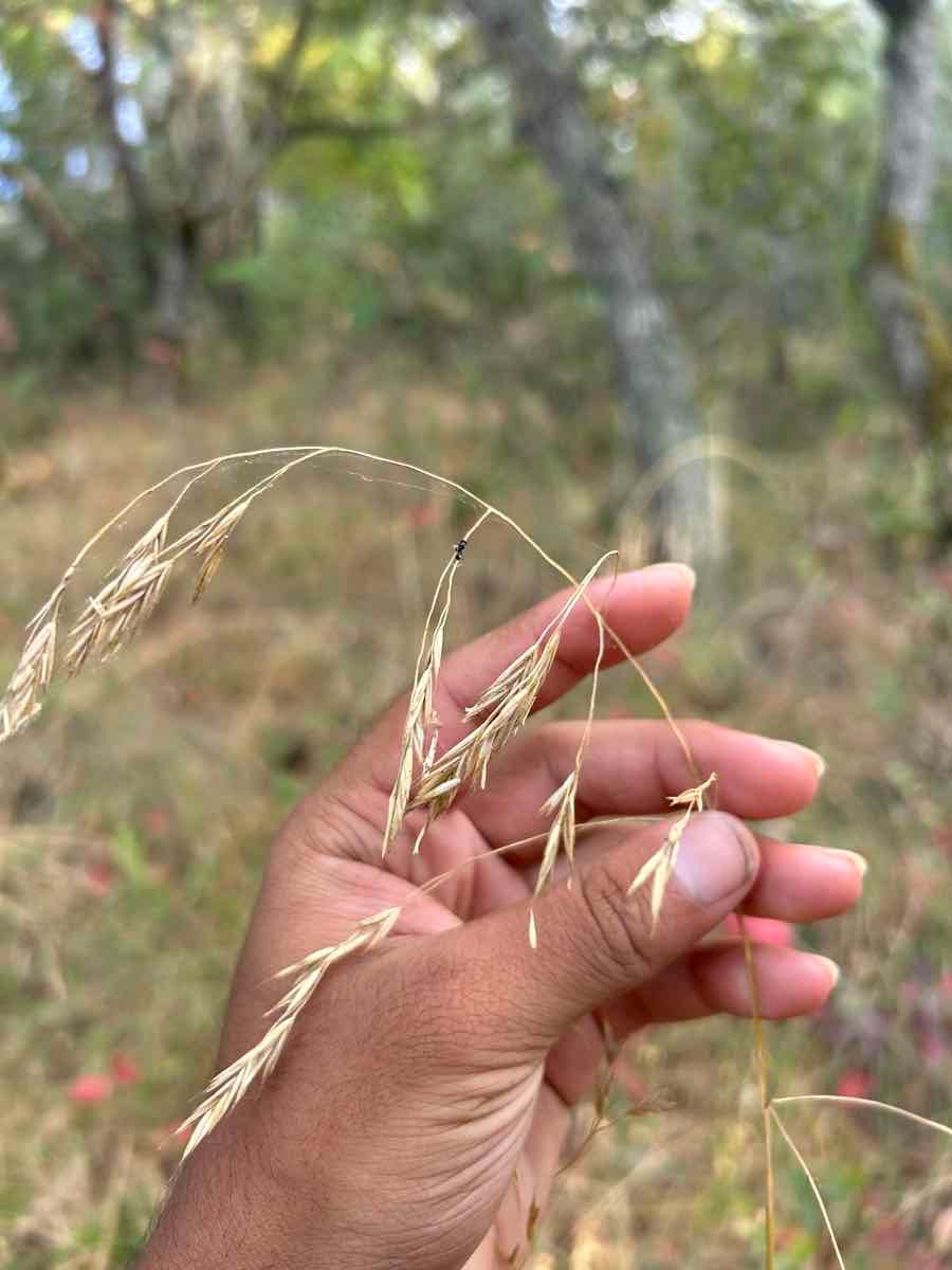 Festuca californica