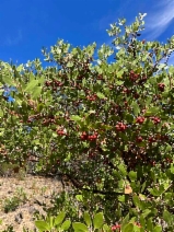 Arctostaphylos manzanita