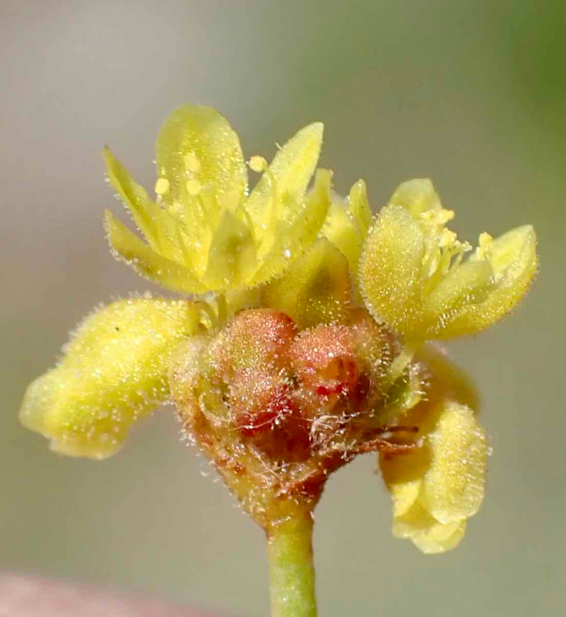 Eriogonum pusillum