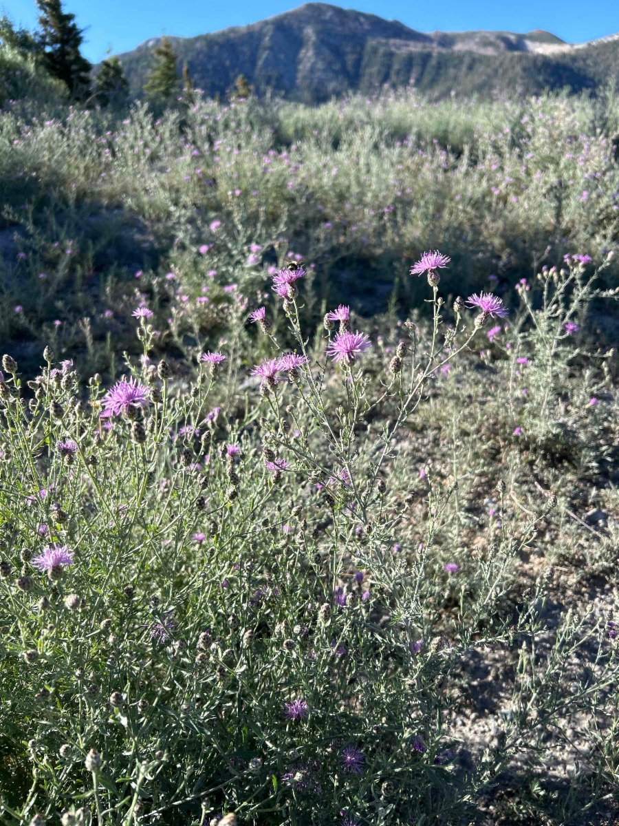 Centaurea stoebe ssp. micranthos