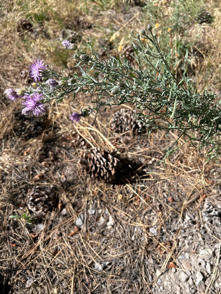 Centaurea stoebe ssp. micranthos