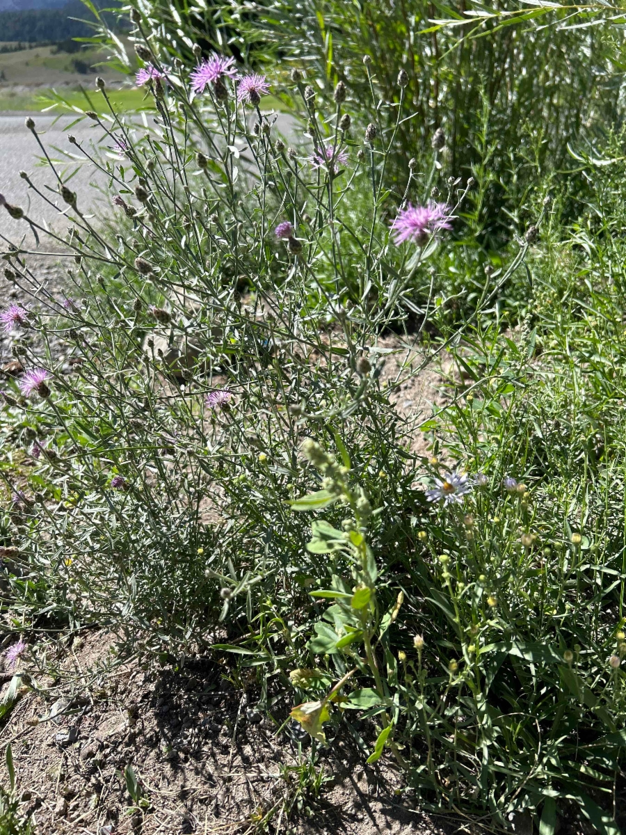 Centaurea stoebe ssp. micranthos