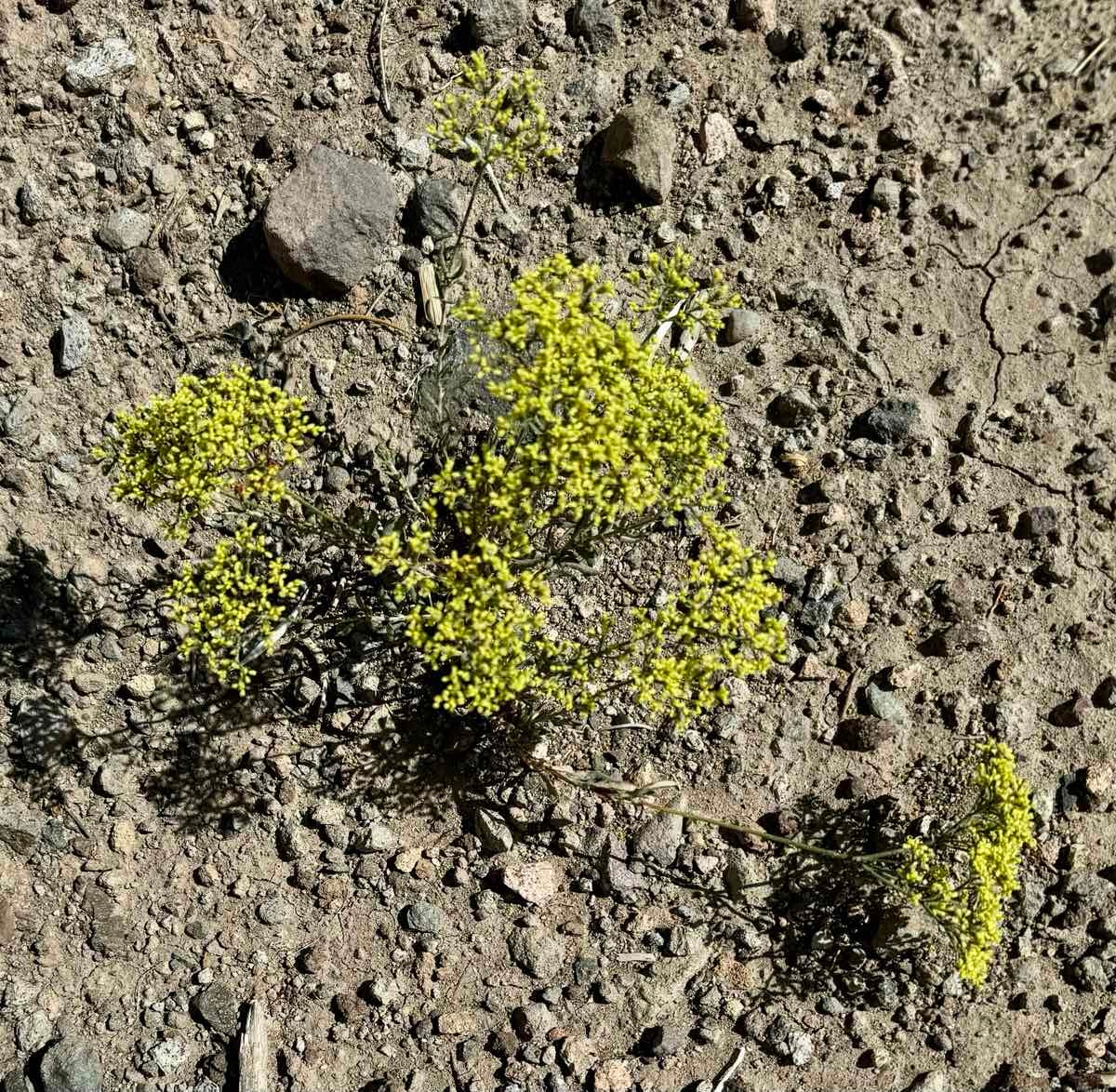 Eriogonum microtheca var. ambiguum