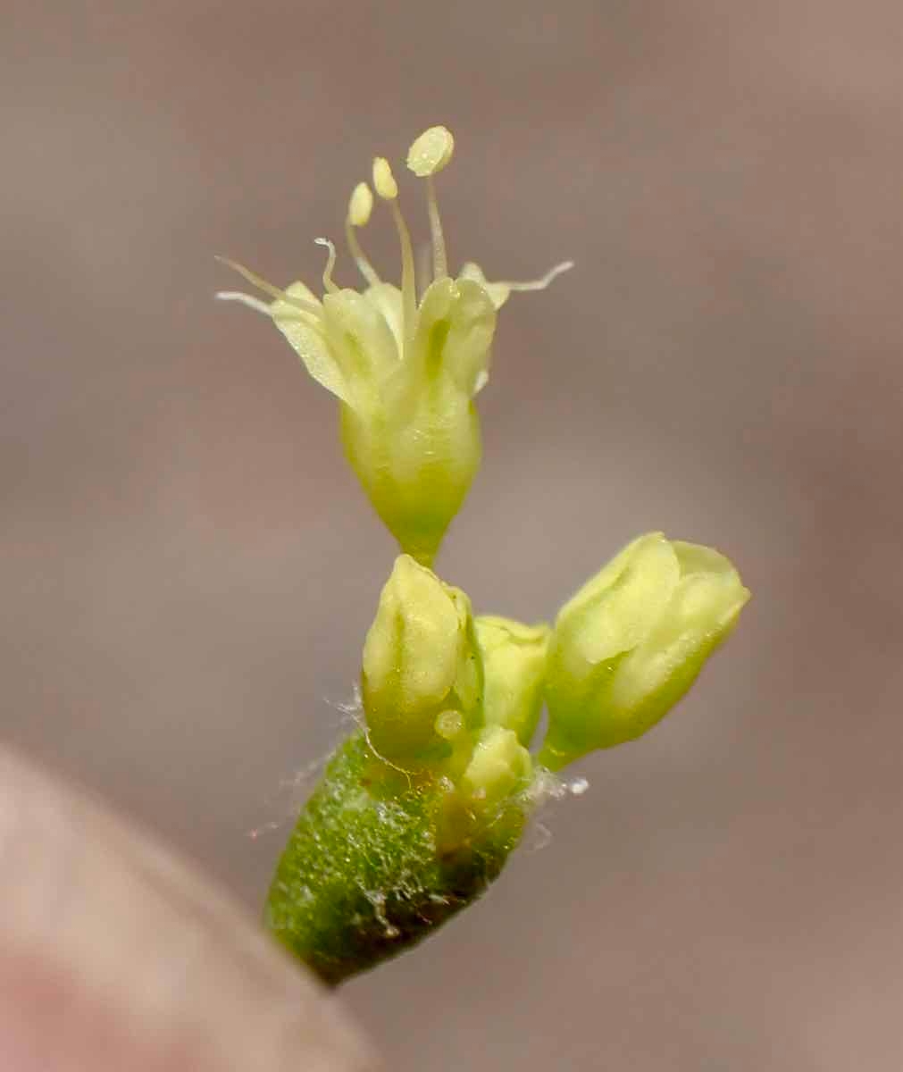 Eriogonum microtheca var. ambiguum