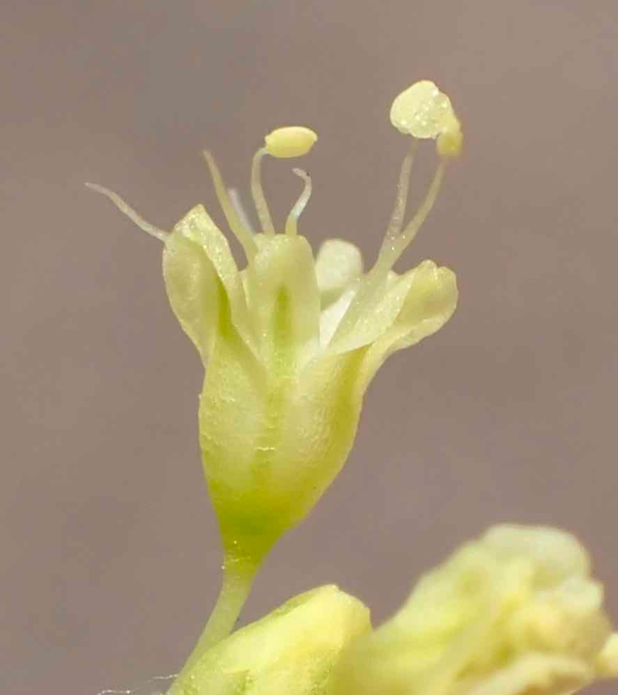 Eriogonum microtheca var. ambiguum