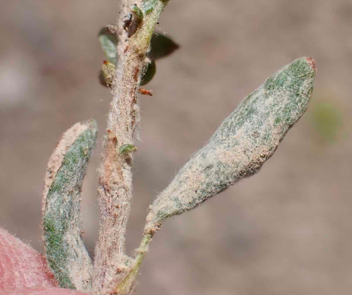 Eriogonum microtheca var. ambiguum