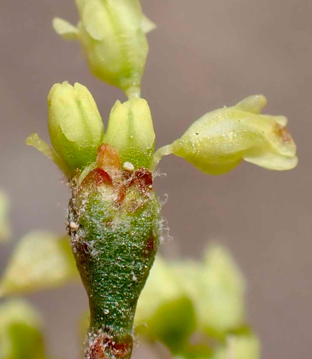 Eriogonum microtheca var. ambiguum