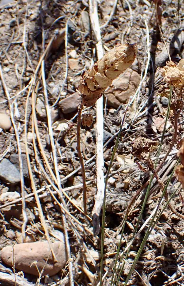 Orthocarpus cuspidatus ssp. copelandii