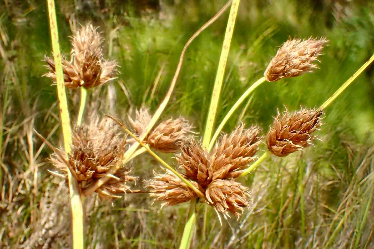 Bolboschoenus maritimus