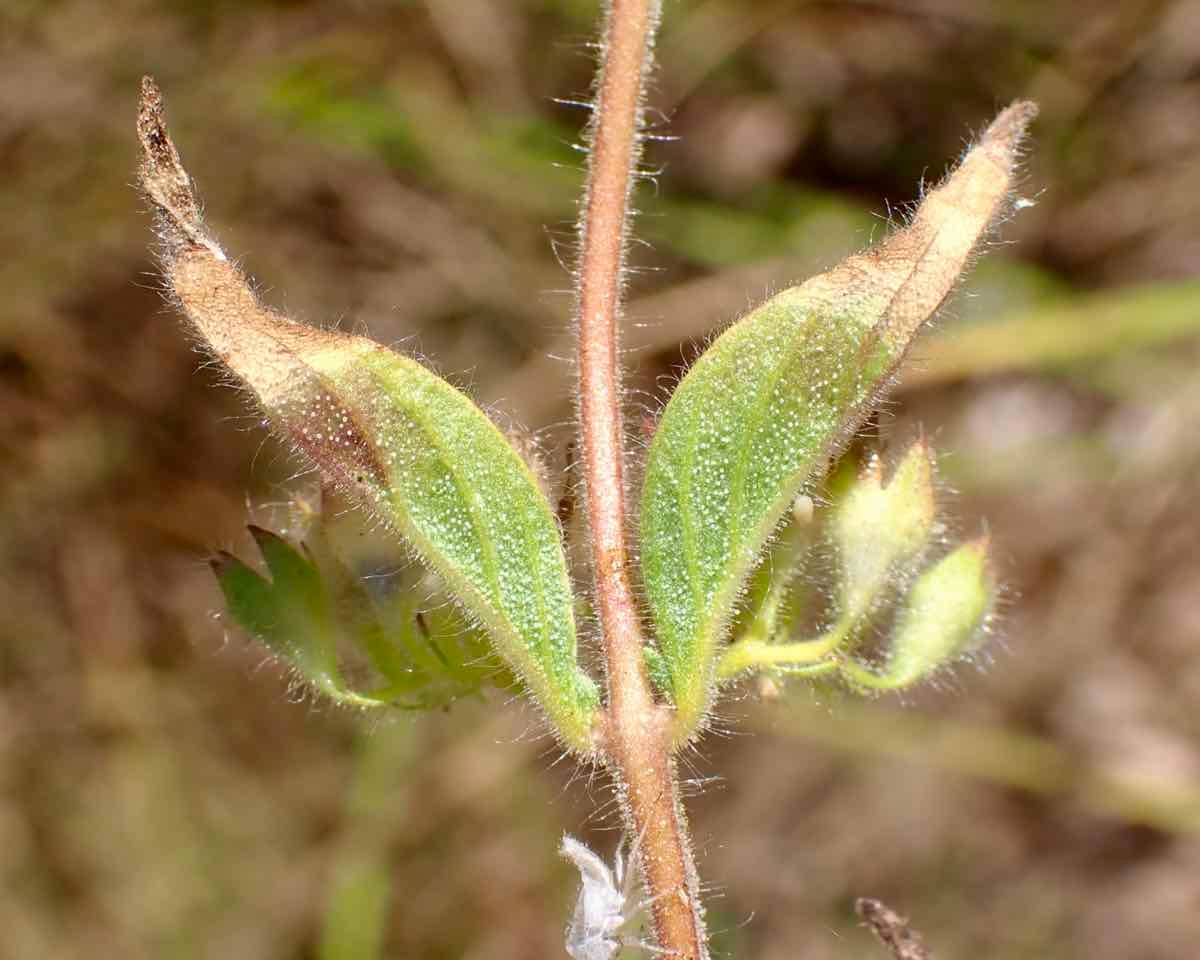 Trichostema rubisepalum