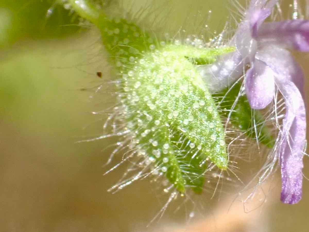 Trichostema rubisepalum