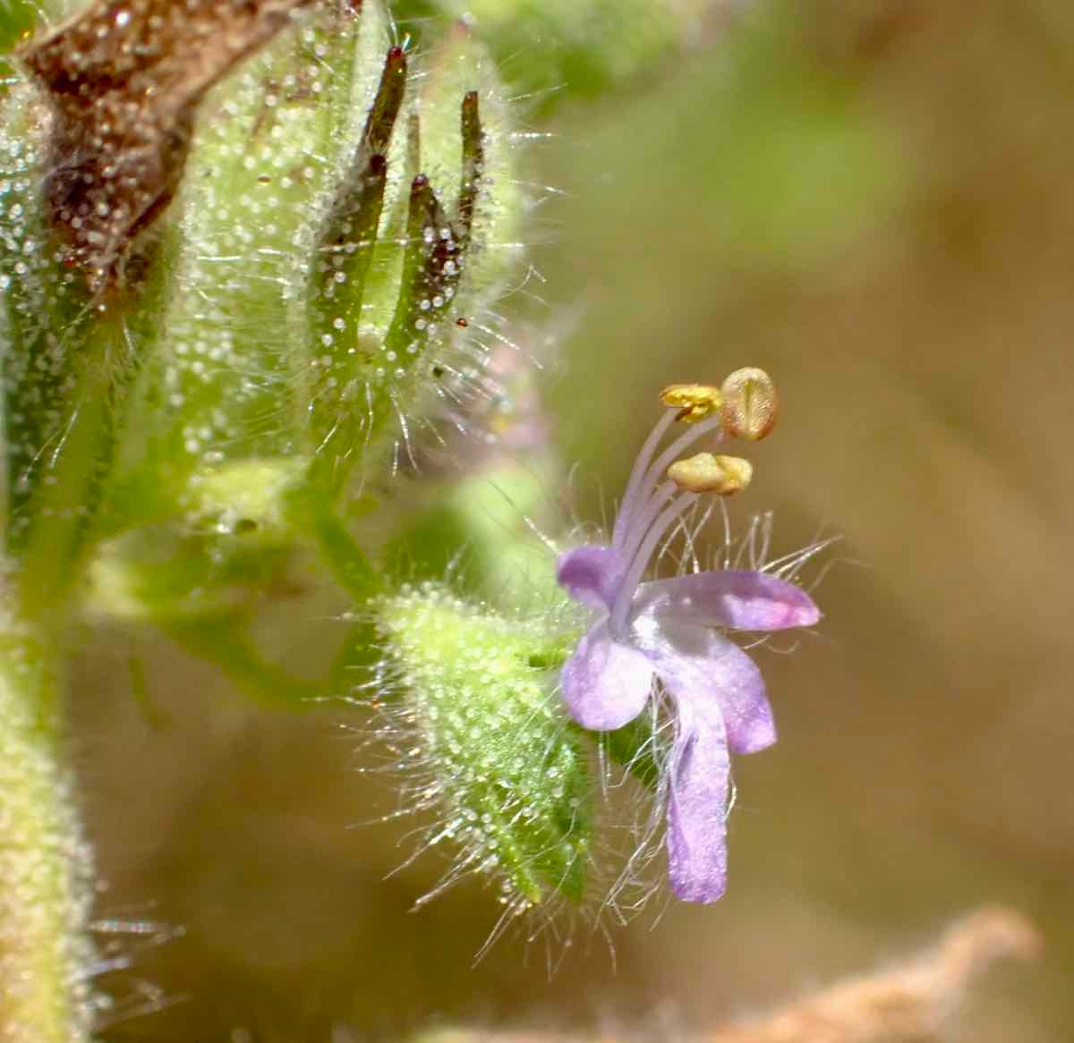 Trichostema rubisepalum