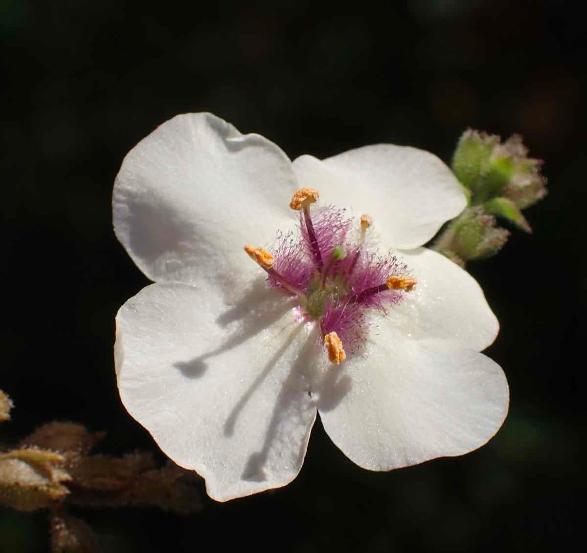 Verbascum blattaria