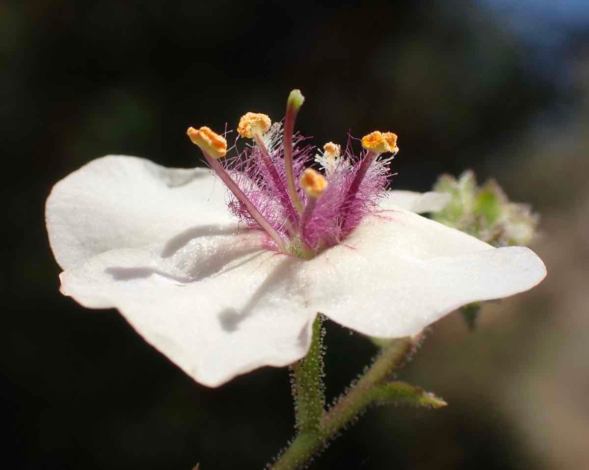 Verbascum blattaria