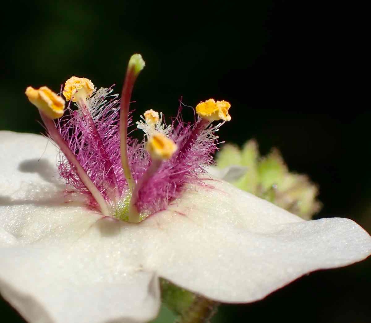 Verbascum blattaria