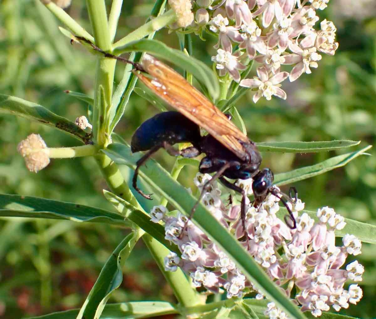 Asclepias fascicularis